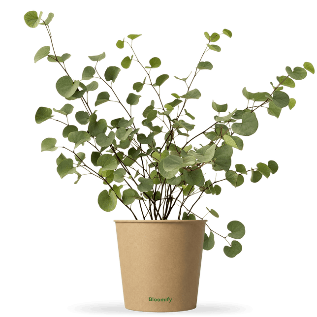 Judasbaum "Julius"