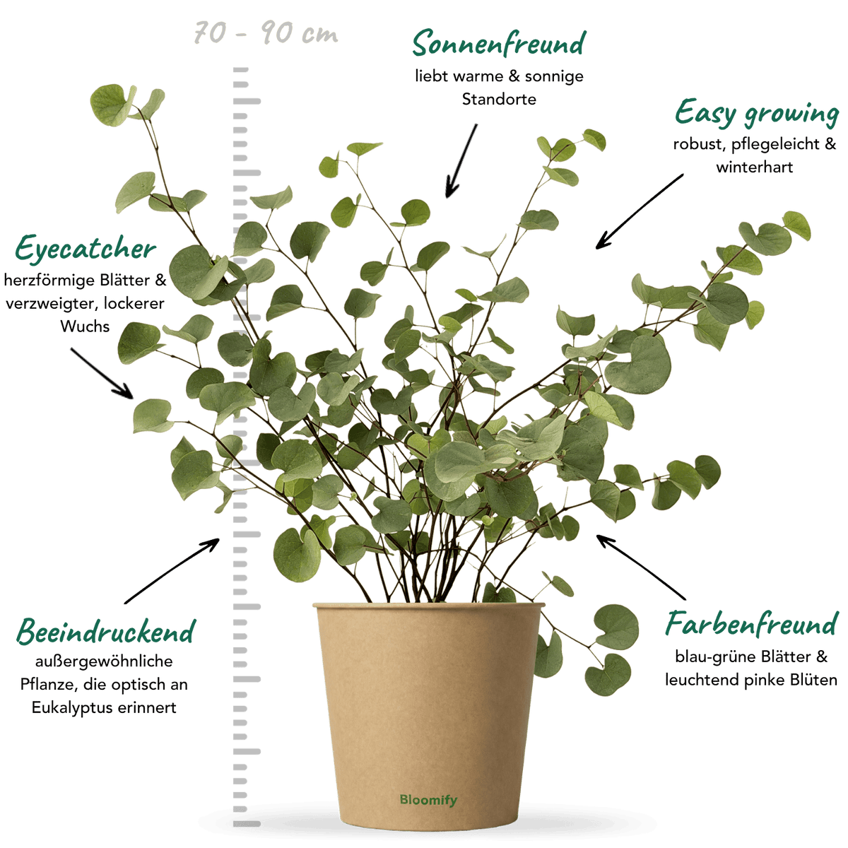Judasbaum "Julius"