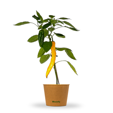 Jumbo Snackpaprika gelb "Sandra"