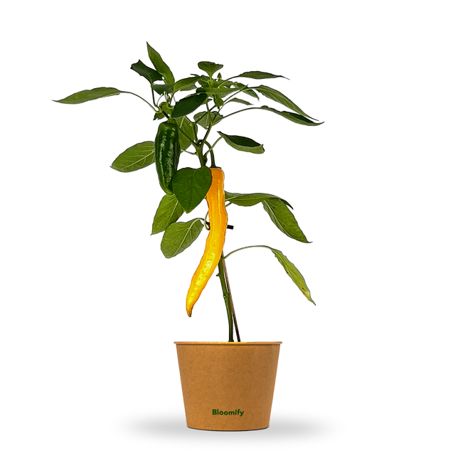 Jumbo Snackpaprika gelb "Sandra"