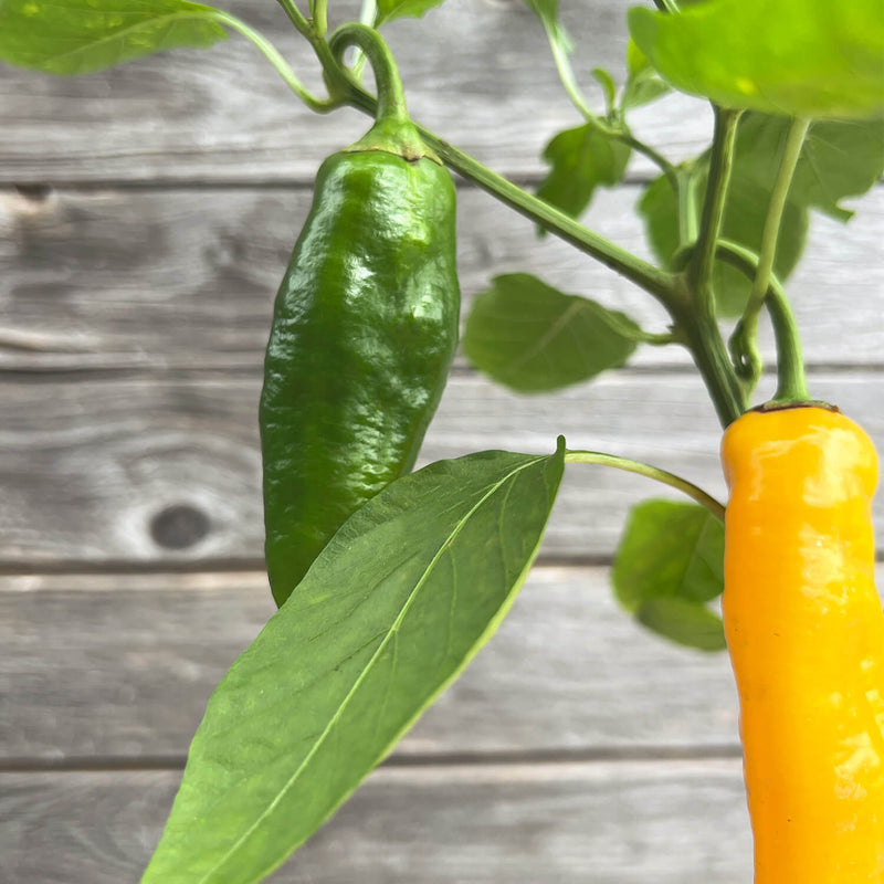 2 x Jumbo Snackpaprika gelb "Sandra"