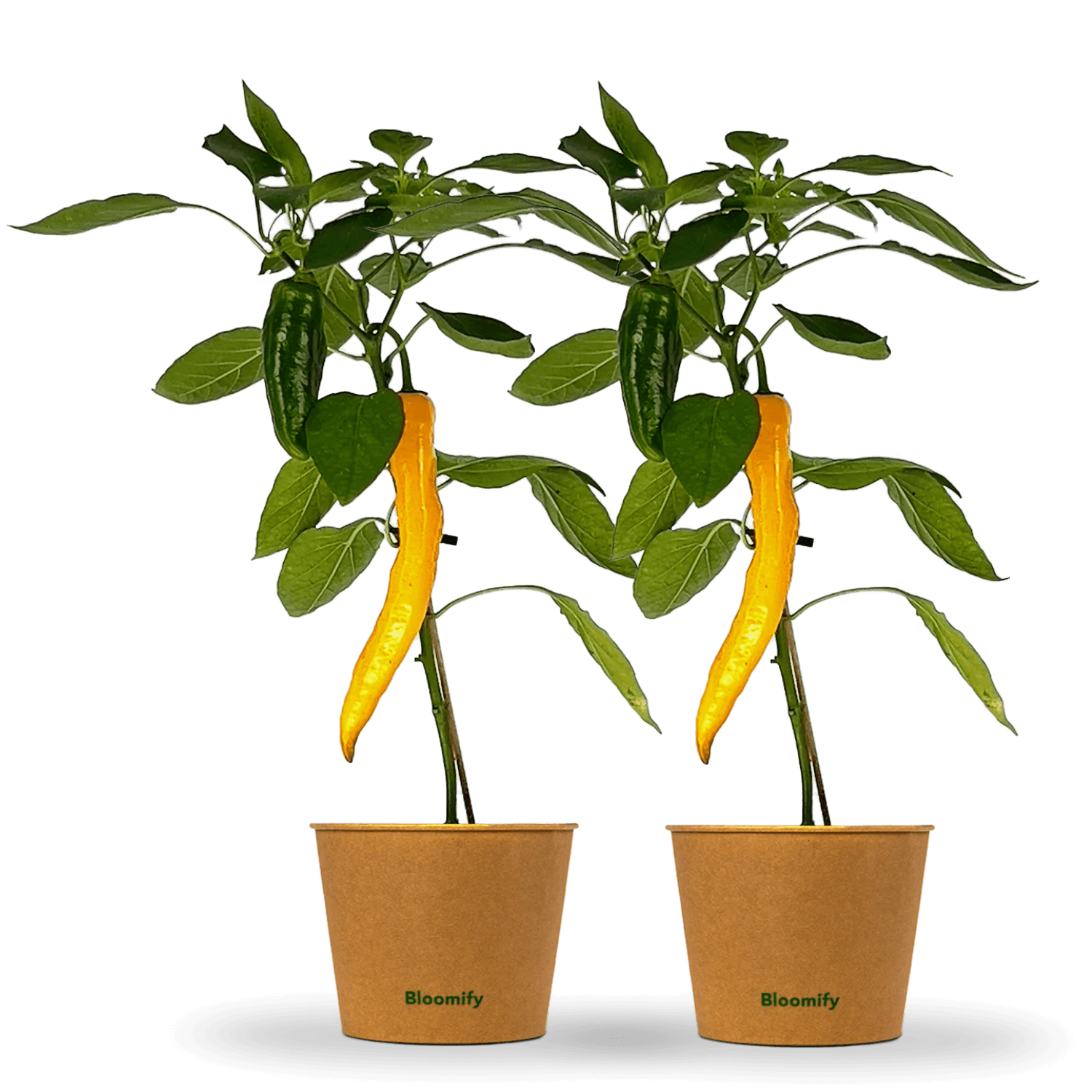 2 x Jumbo Snackpaprika gelb "Sandra"