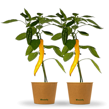 2 x Jumbo Snackpaprika gelb "Sandra"