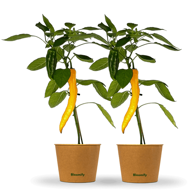 2 x Jumbo Snackpaprika gelb "Sandra"