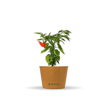 Jumbo Snackpaprika rot "Sandro"