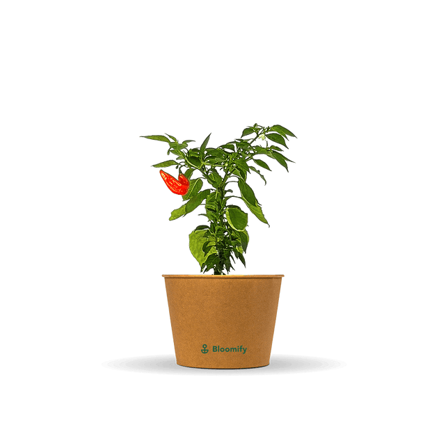 Jumbo Snackpaprika rot "Sandro"