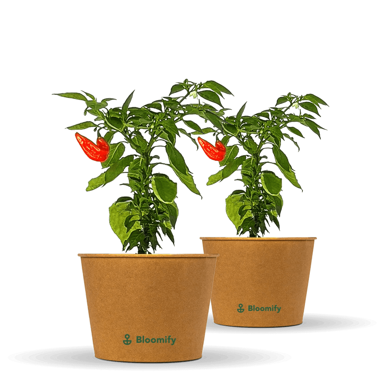 2 x Jumbo Snackpaprika rot "Sandro"
