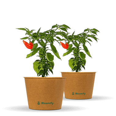 2 x Jumbo Snackpaprika rot "Sandro"