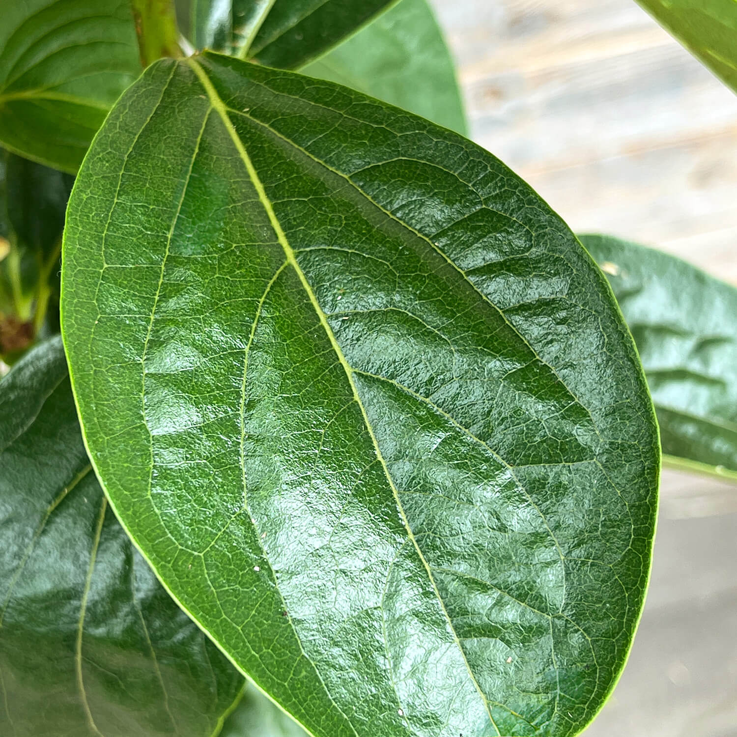 Kaki "Kai"