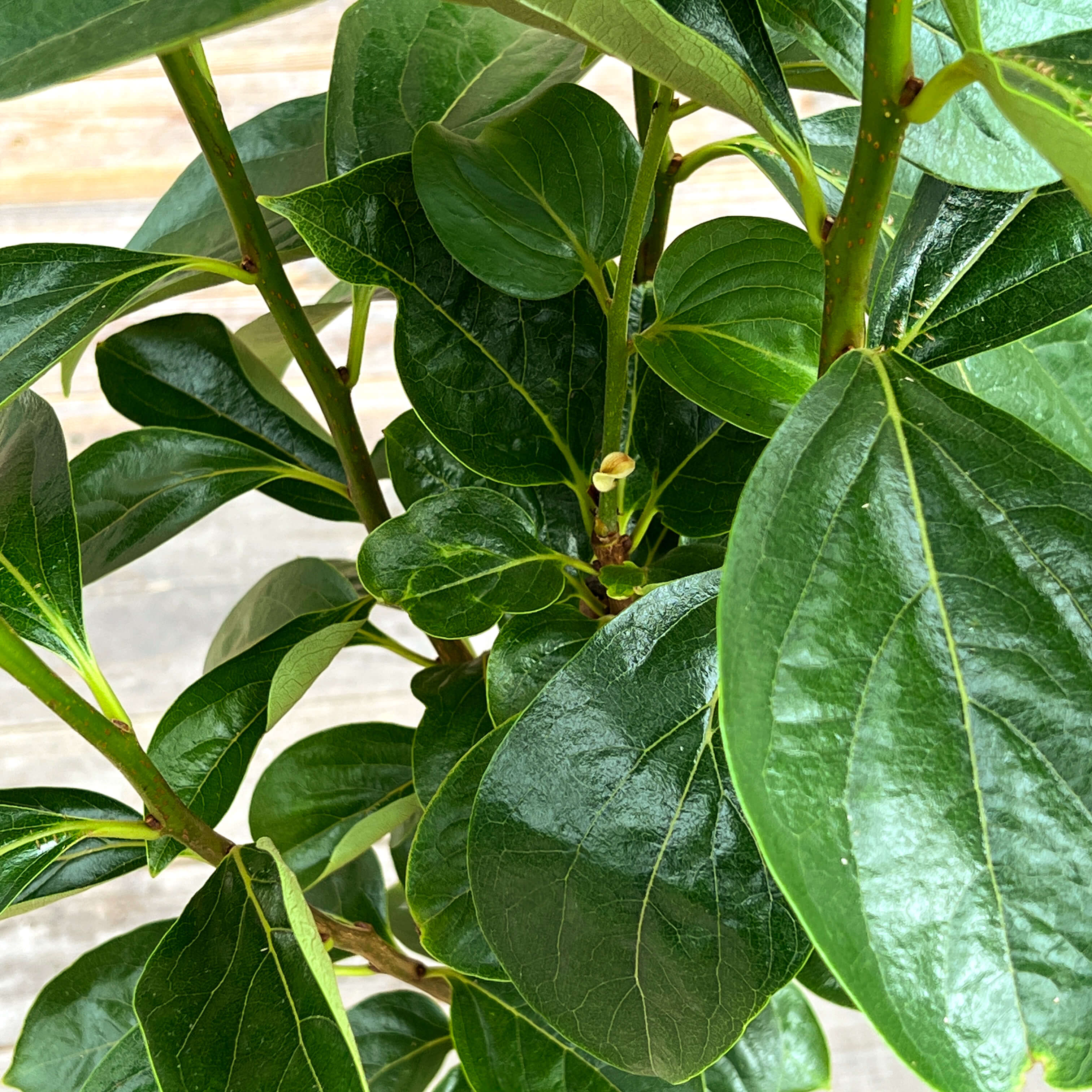 Kaki "Kai"