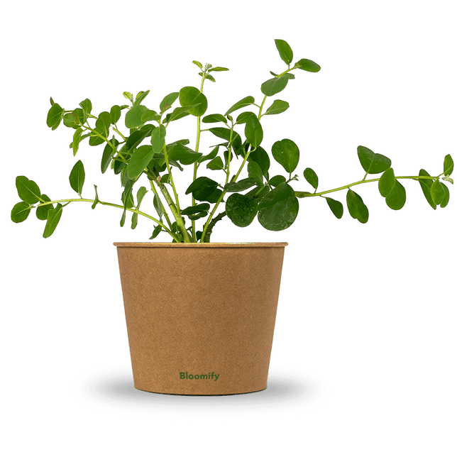 Kapernstrauch "Kasper"