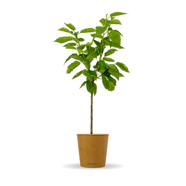 Balkon-Süßkirsche "Karla" (Bio)