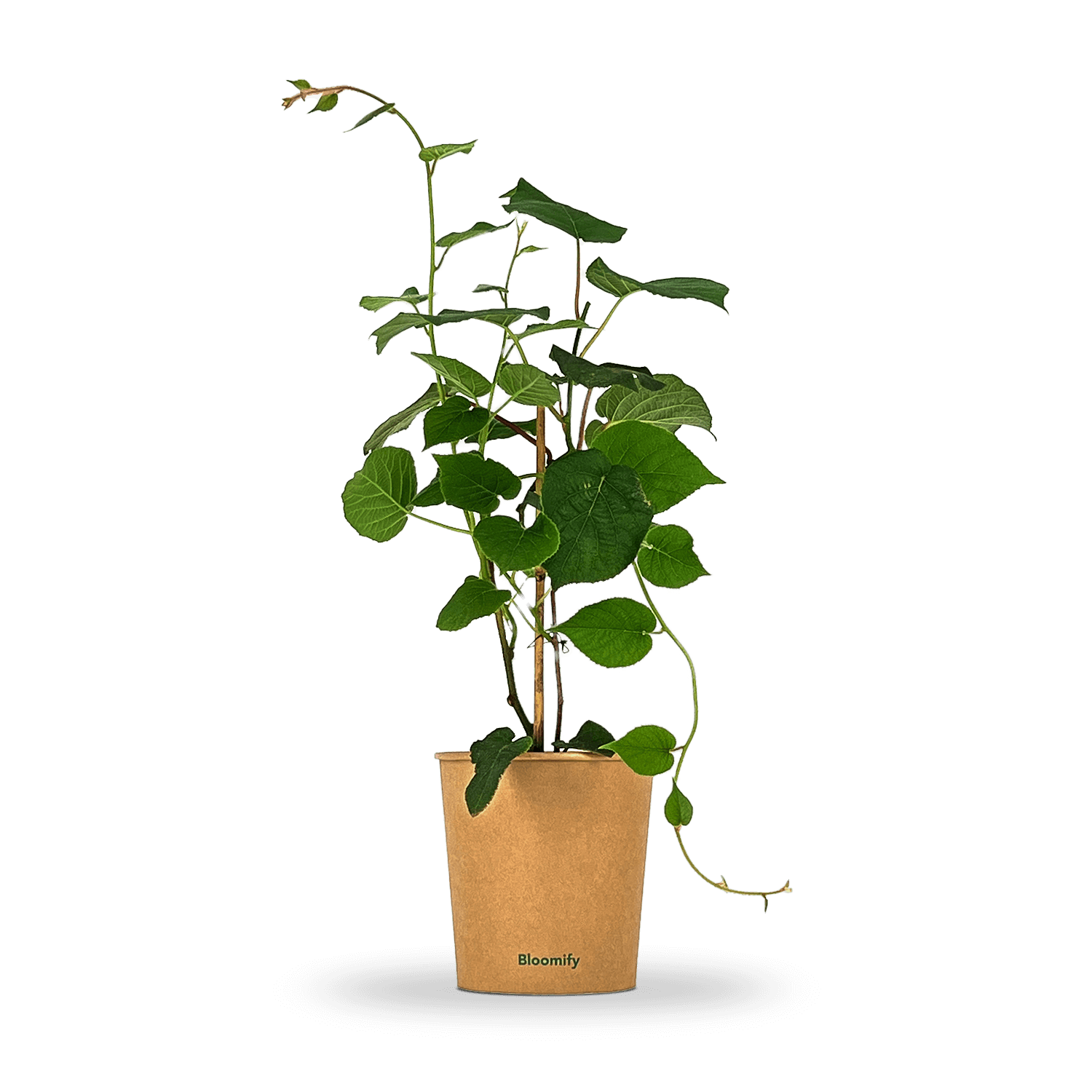 Kiwi "Knut" (Bio)