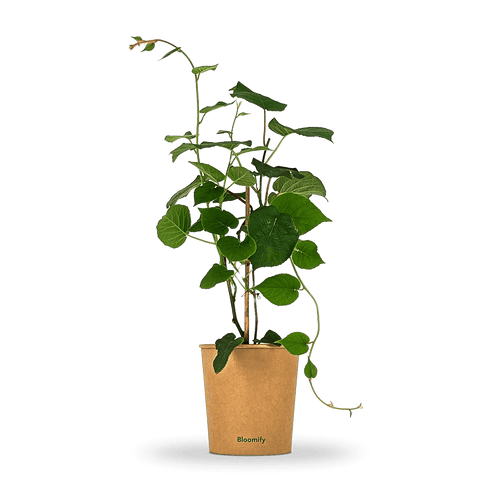 Bis zu 60% Rabatt mit dem Code: LETSGROW-JASMIN