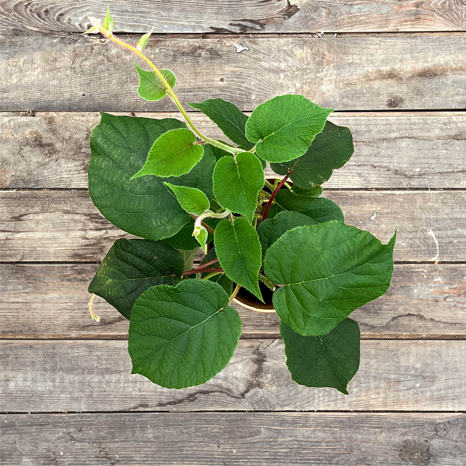 Kiwi "Knut" (Bio)