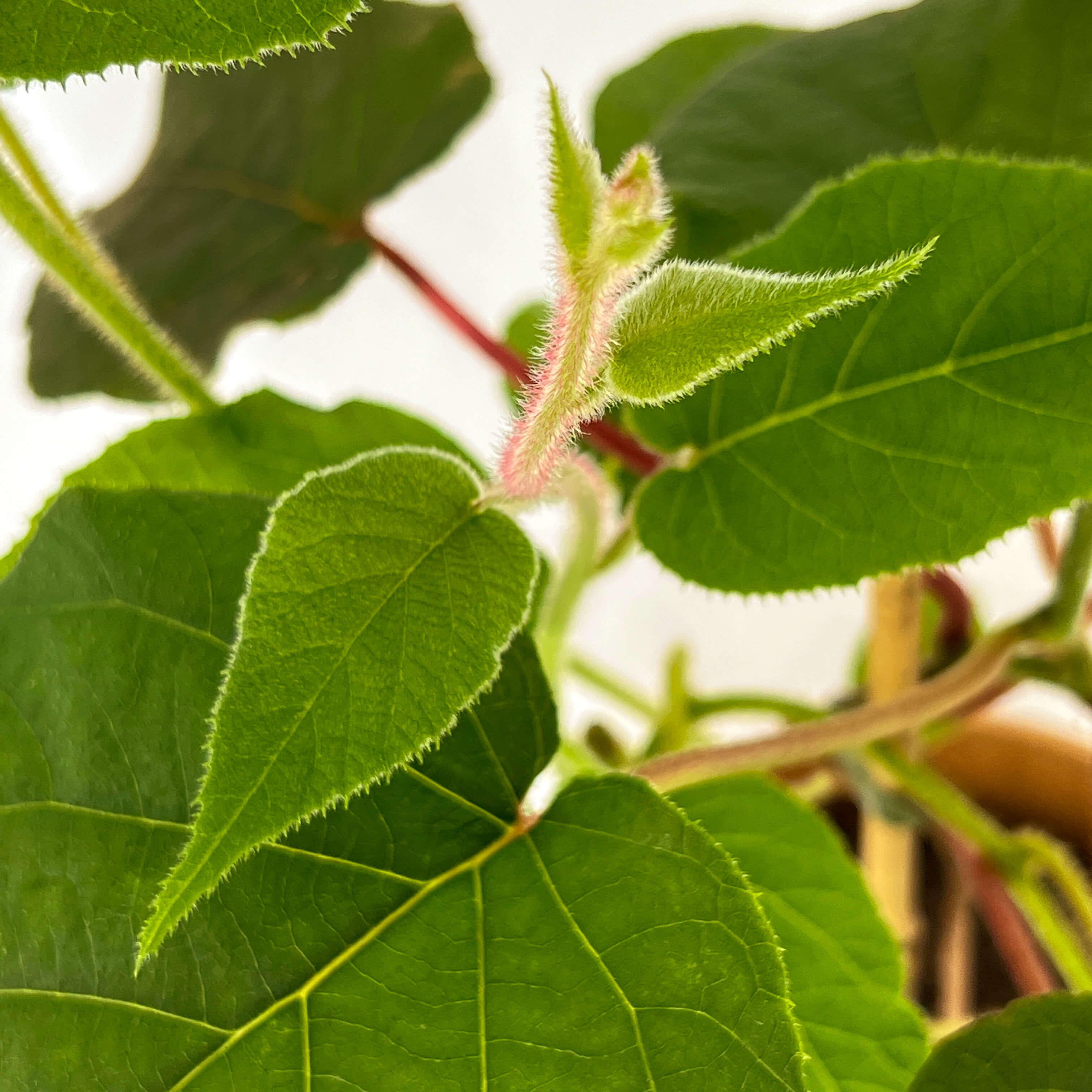 Kiwi "Knut" (Bio)