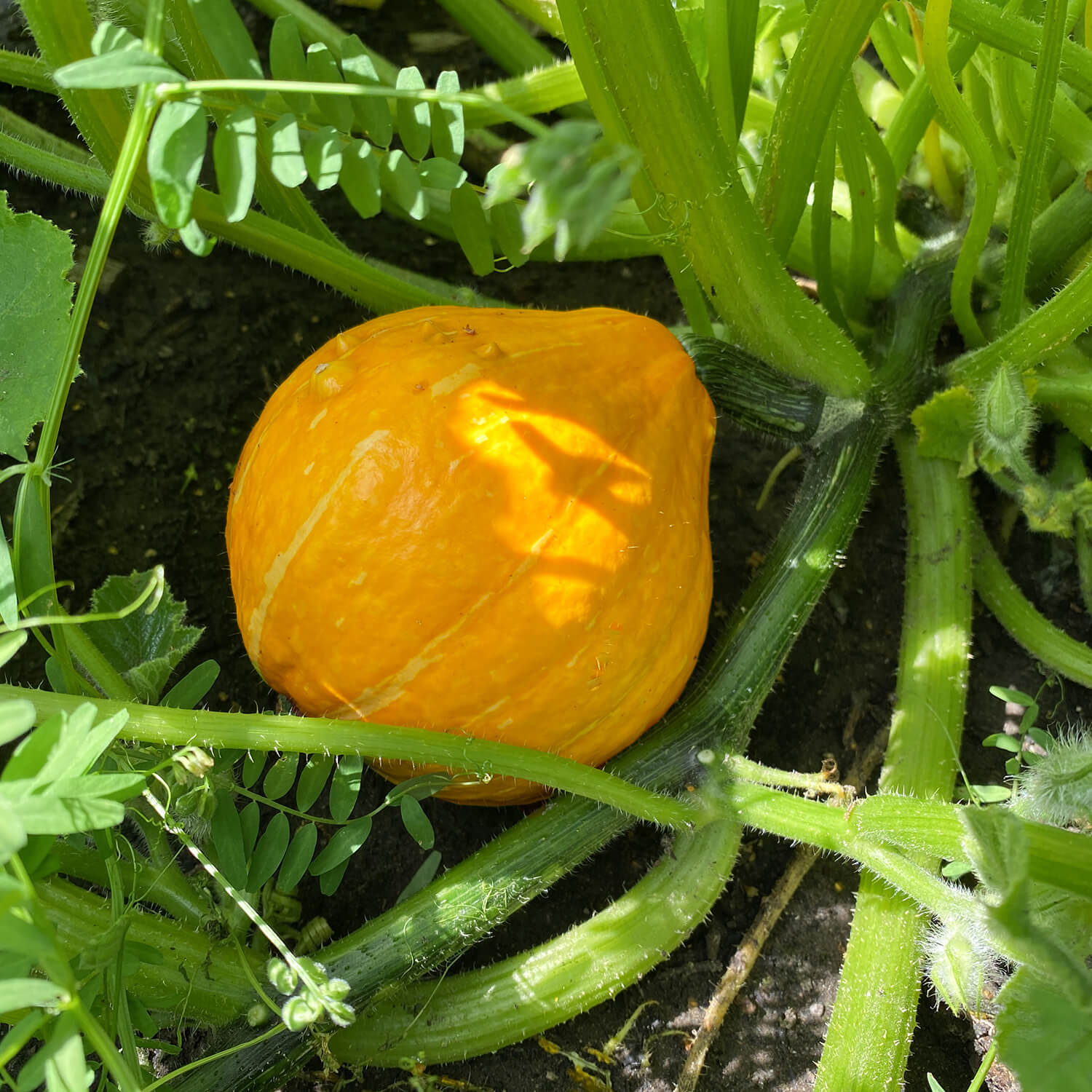 Kürbis "Klaus"