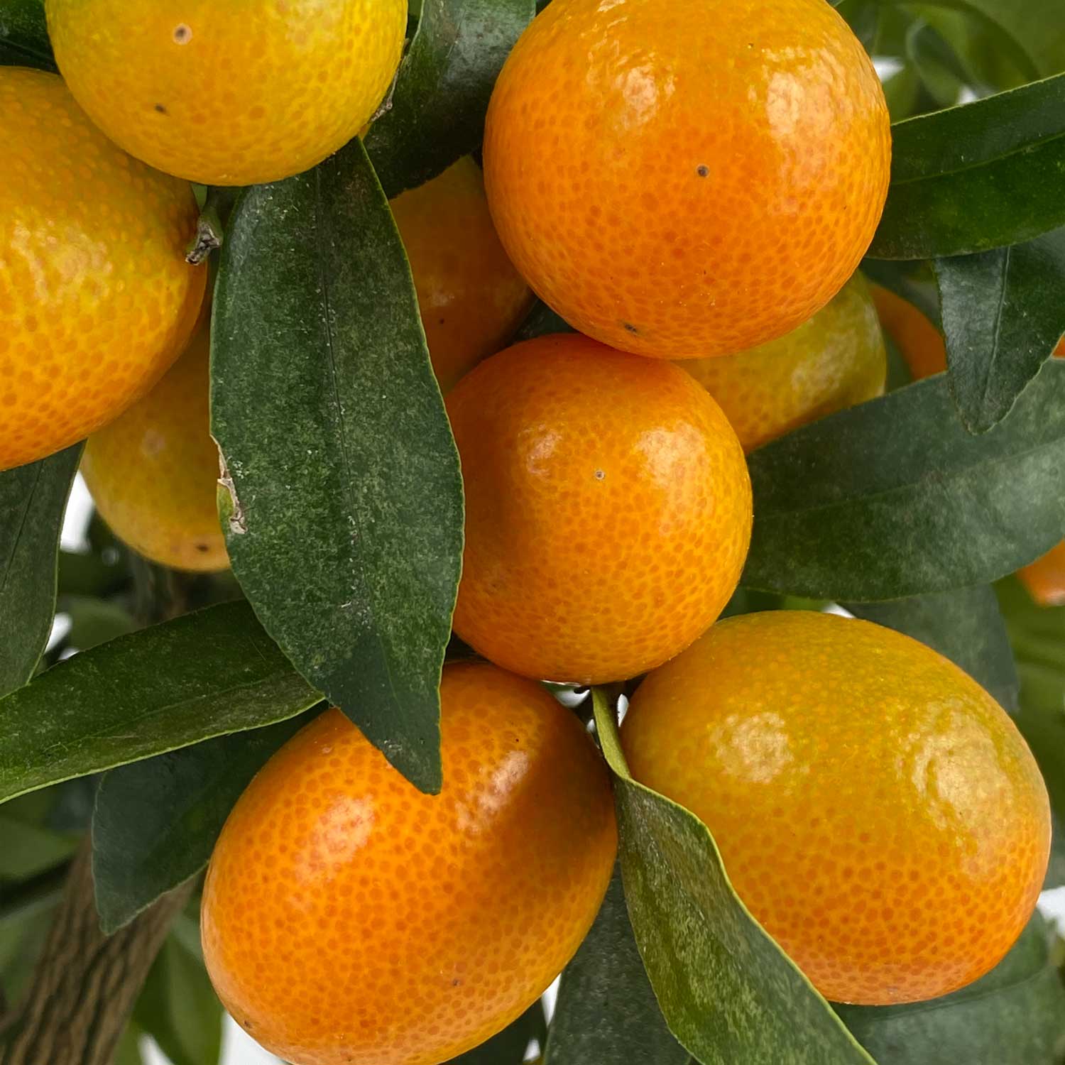Kumquat "Kasimir"