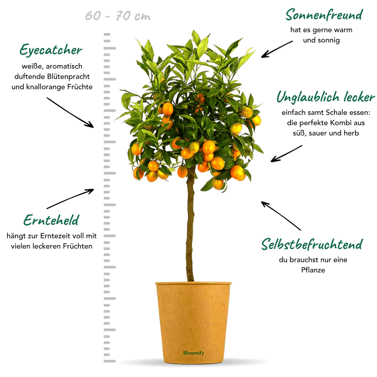 Kumquat "Kasimir"