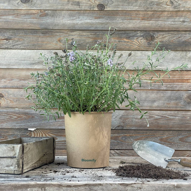 (B-Qualität) 6x Lavendel "Larissa"
