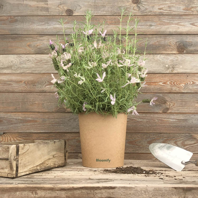 (B-Qualität) Lavendel "Lasse"