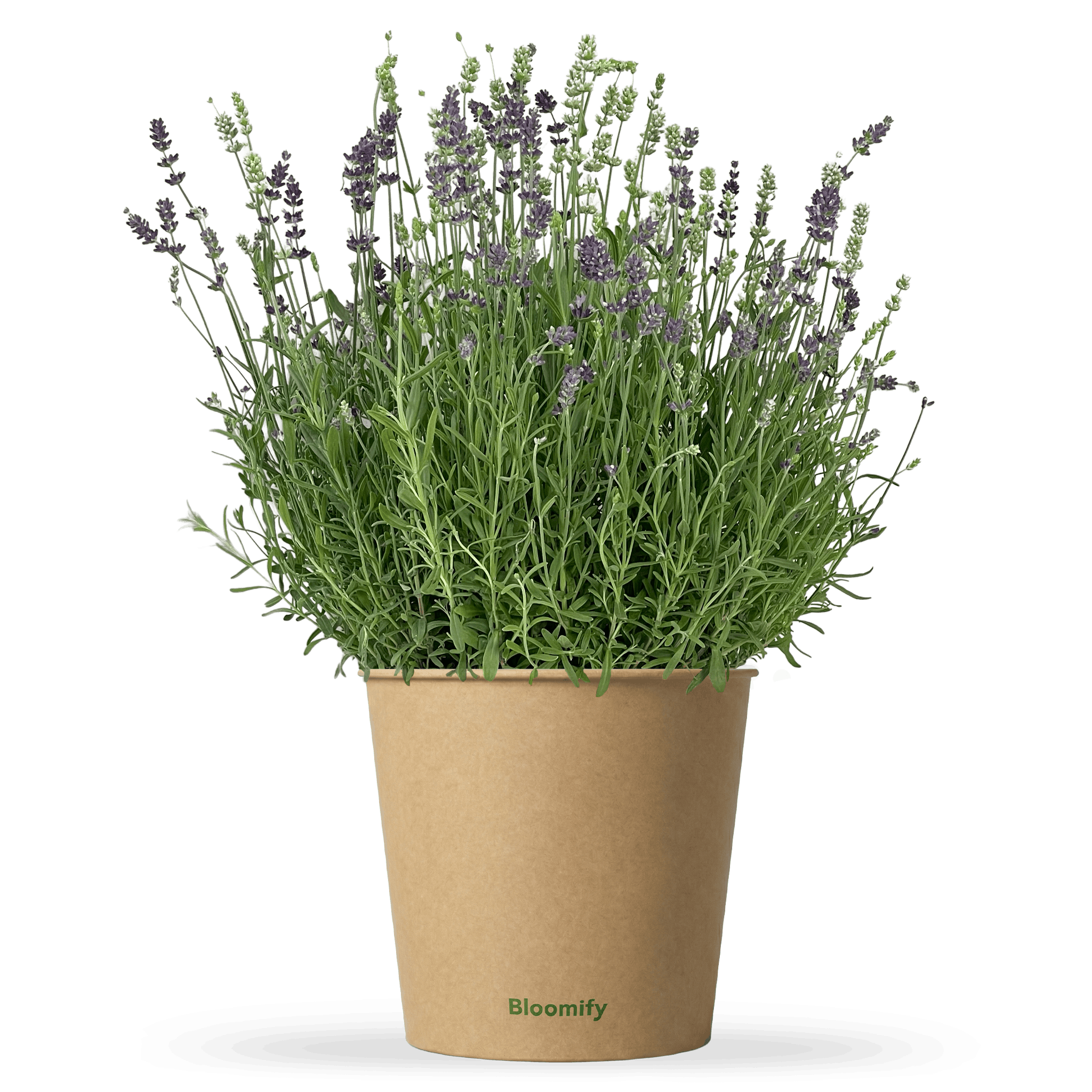 Lavendel "Lara"