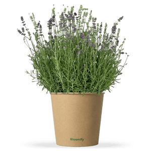 Lavendel "Lara"