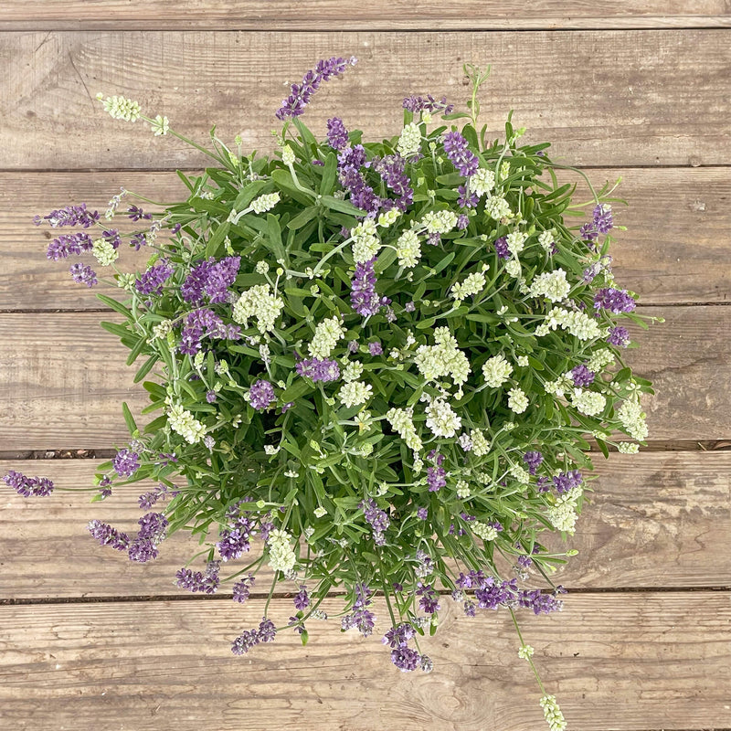 Lavendel "Lara"