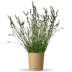 Lavendel "Lars"