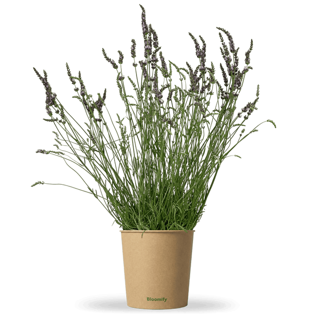 Lavendel "Lars"
