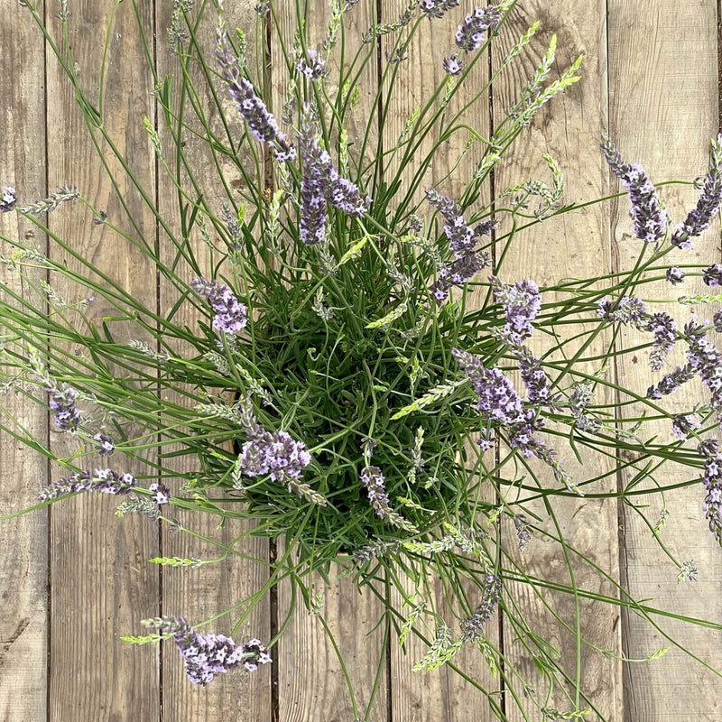 Lavendel "Lars"