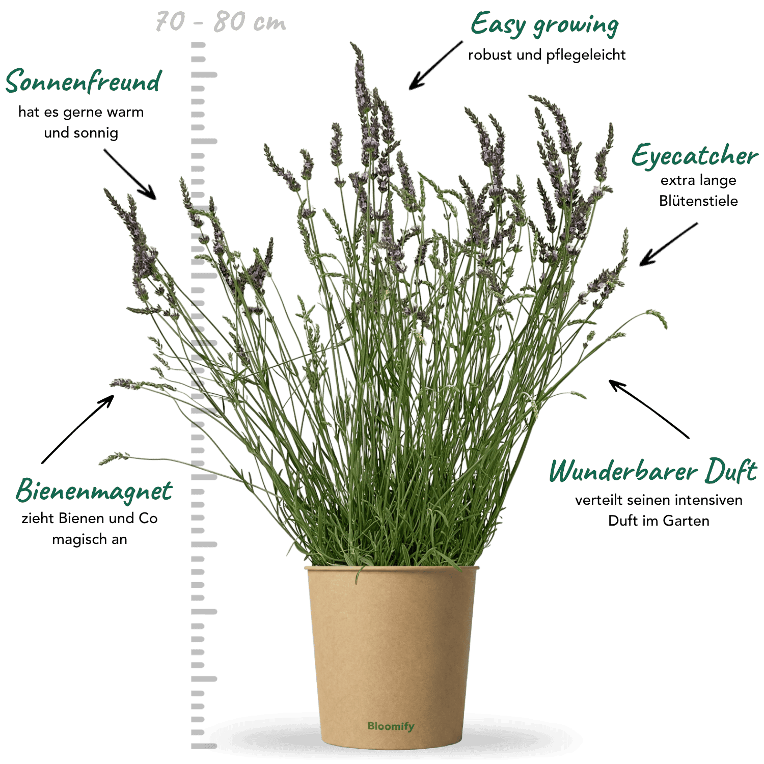 Lavendel "Lars"