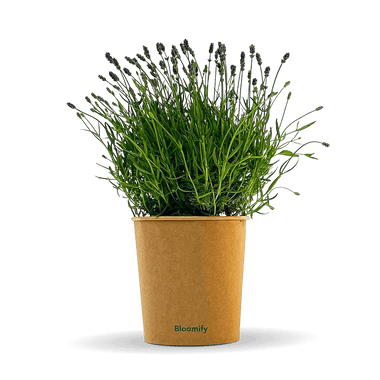 Lavendel "Larissa"