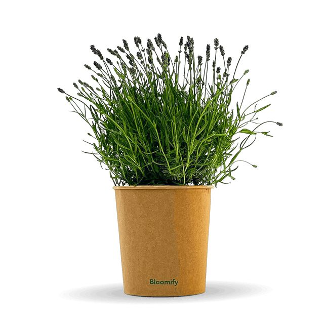 Lavendel "Larissa"
