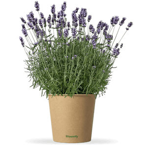 Lavendel "Larissa"