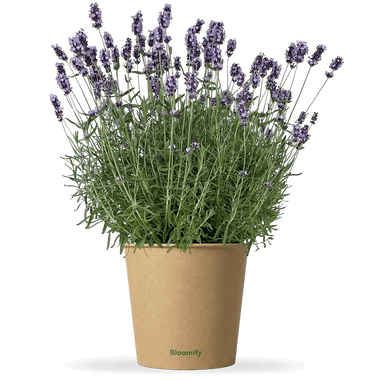 Lavendel "Larissa"