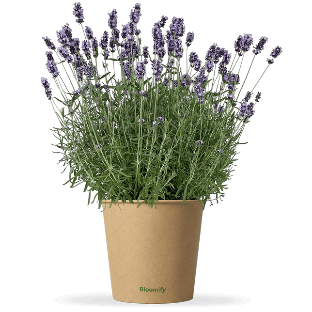 Lavendel "Larissa"