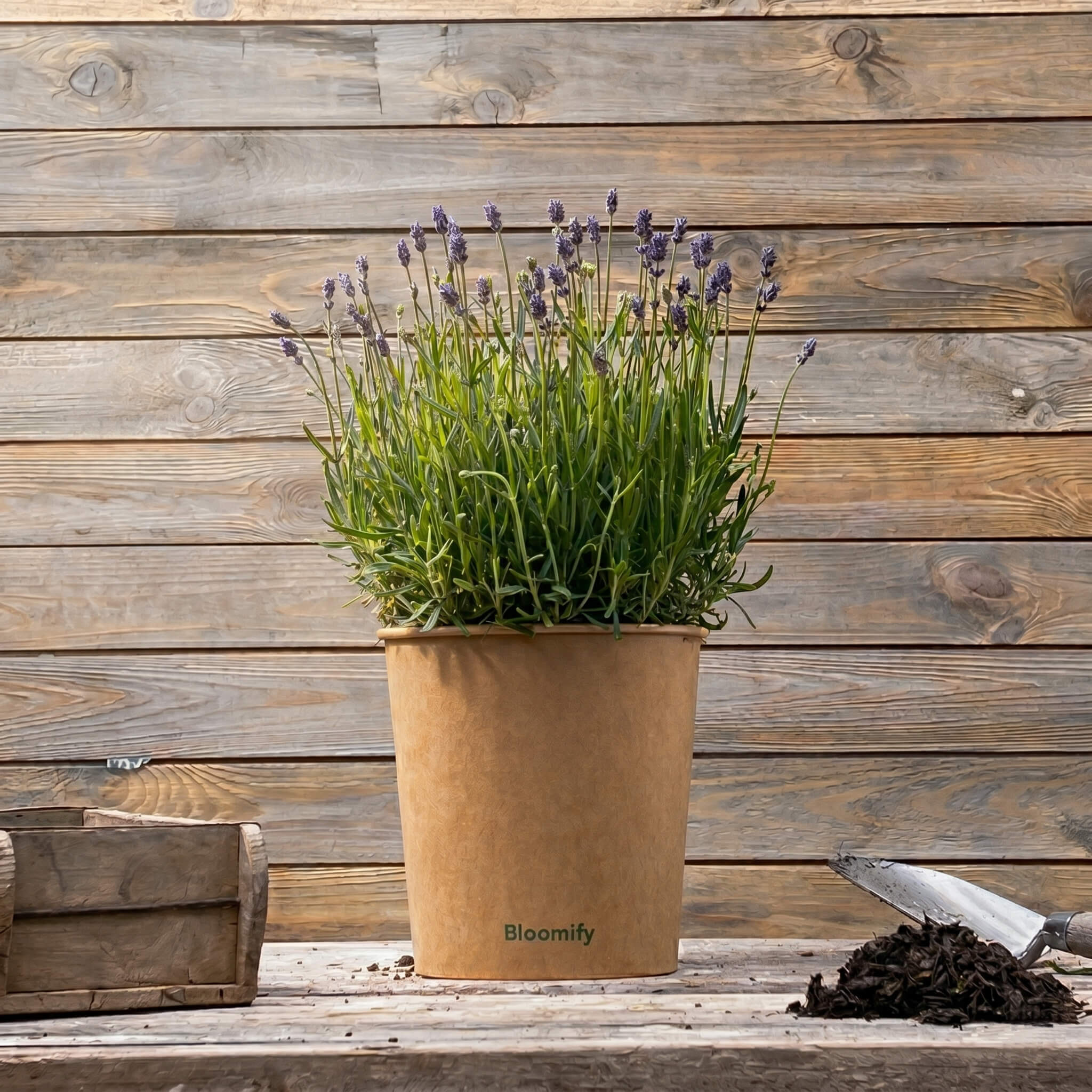 Lavendel "Larissa"