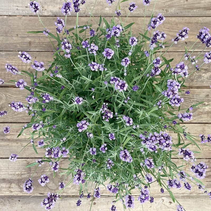 Lavendel "Larissa"