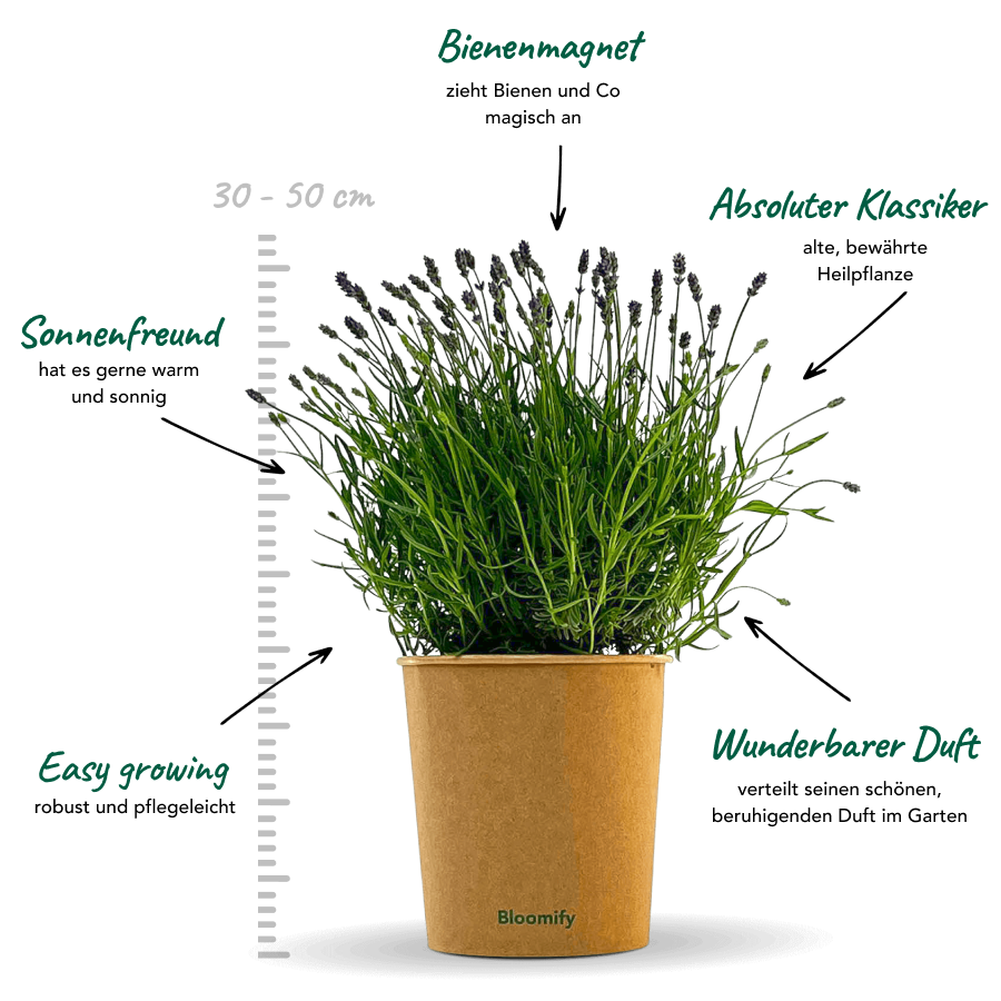 Lavendel "Larissa"