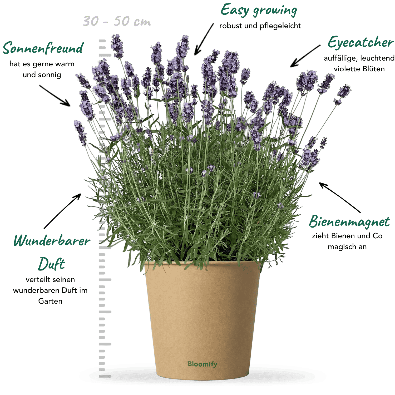 Lavendel "Larissa"