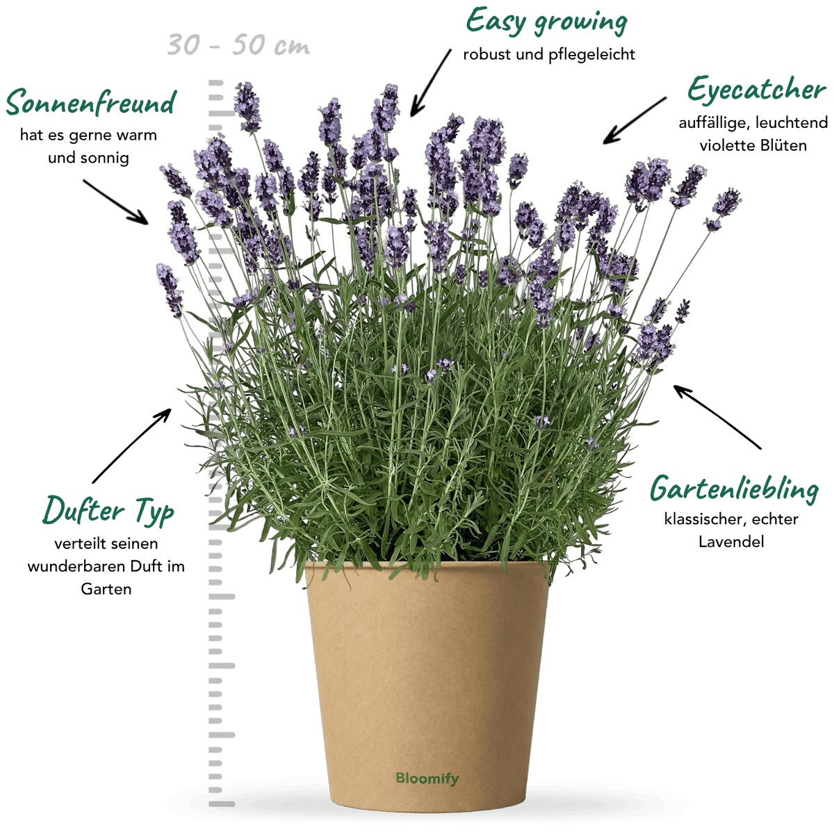 Lavendel "Larissa"