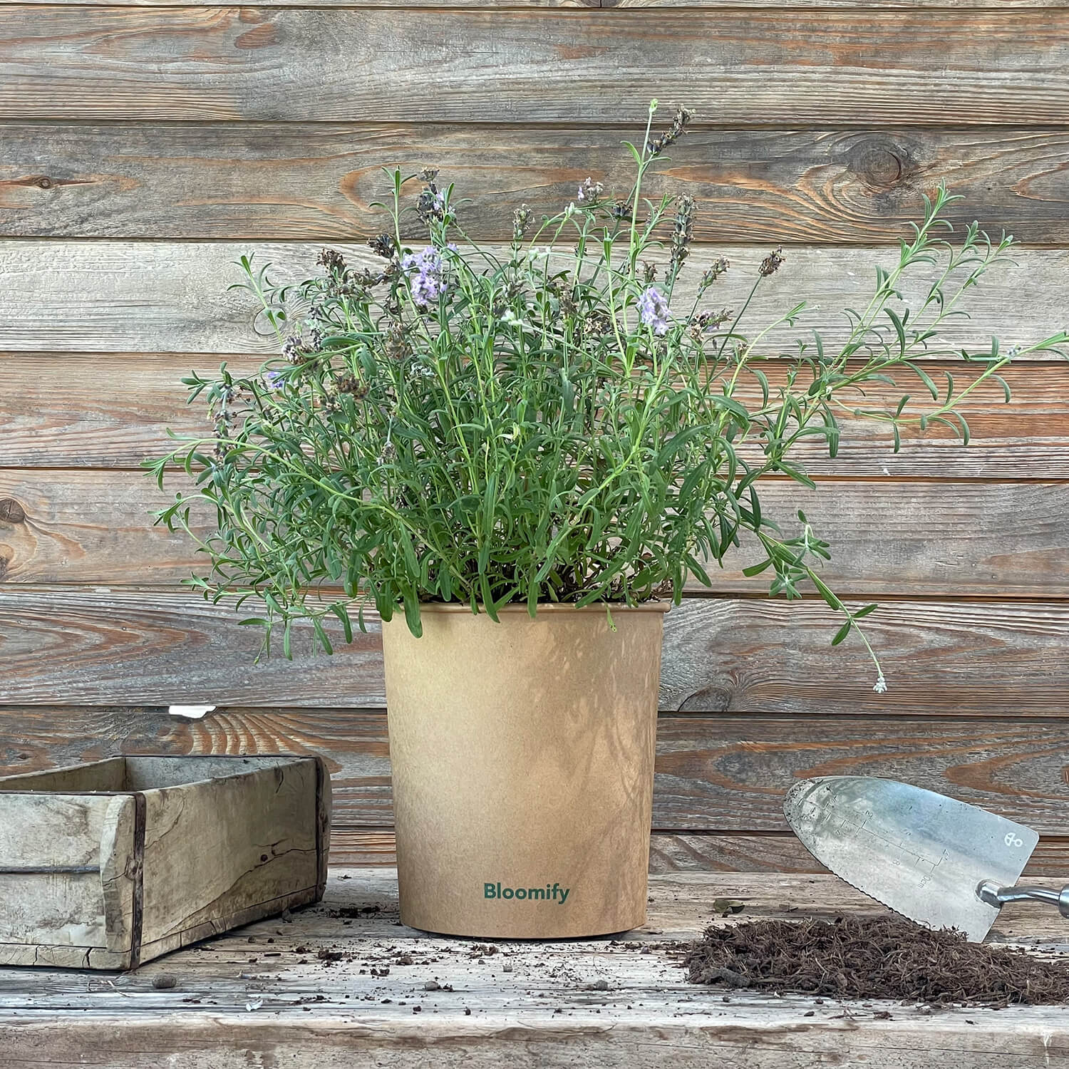 (B-Qualität) Lavendel "Larissa"