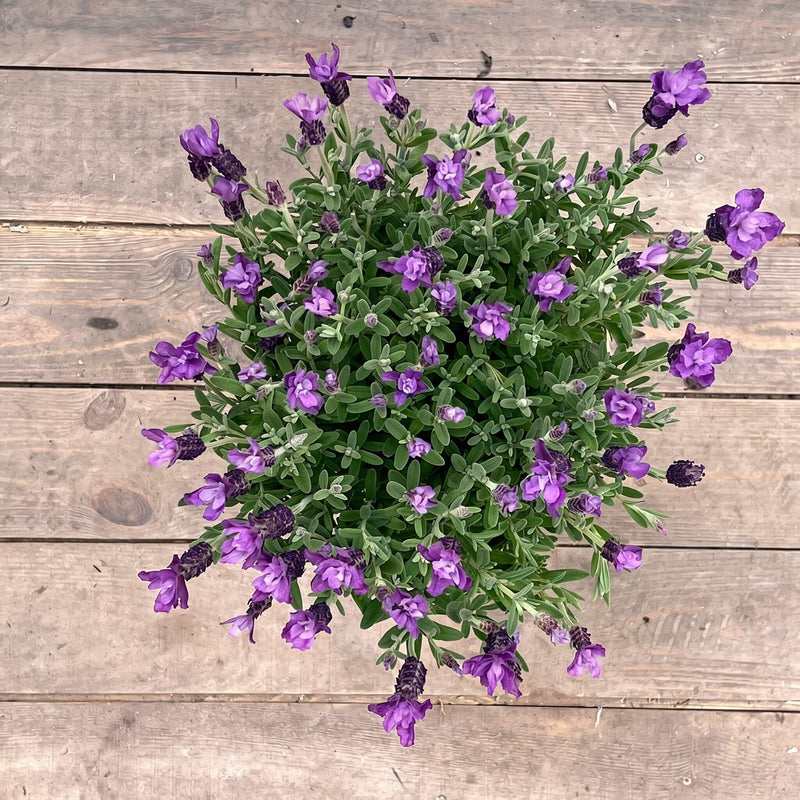 Lavendel "Lasse"
