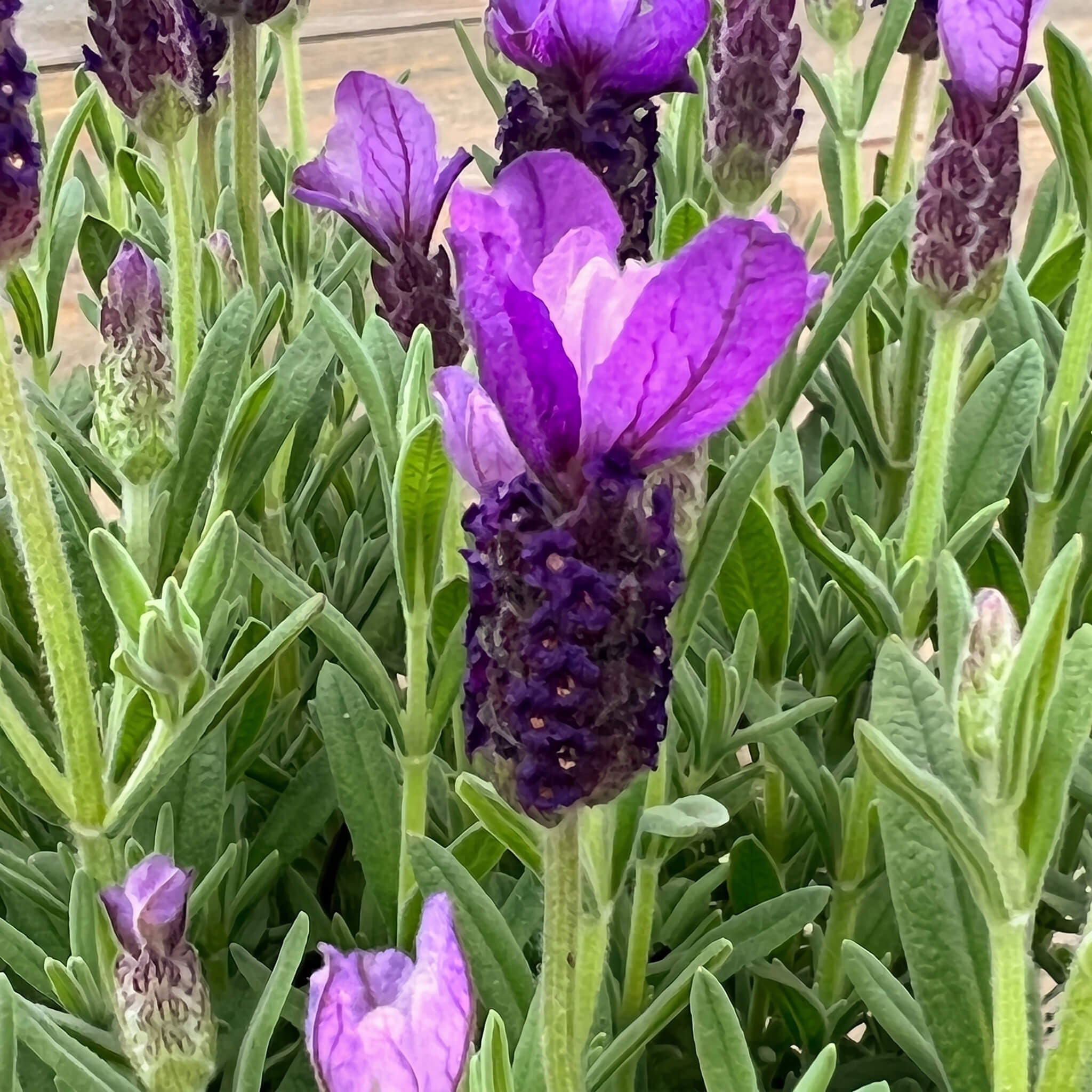 Lavendel "Lasse"