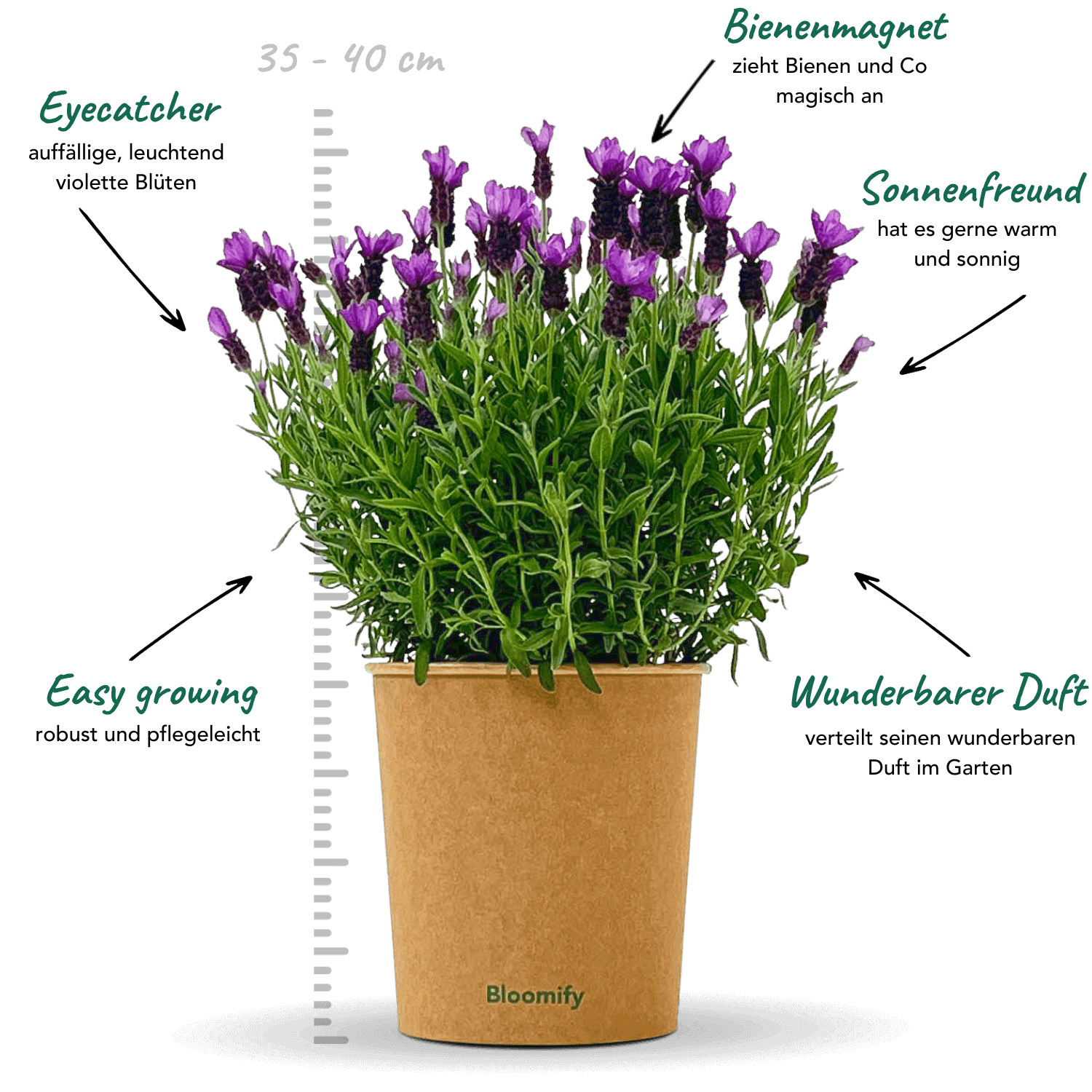 Lavendel "Lasse"