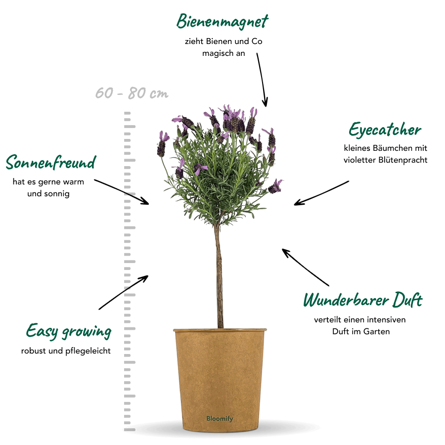 Lavendel "Lavinia"