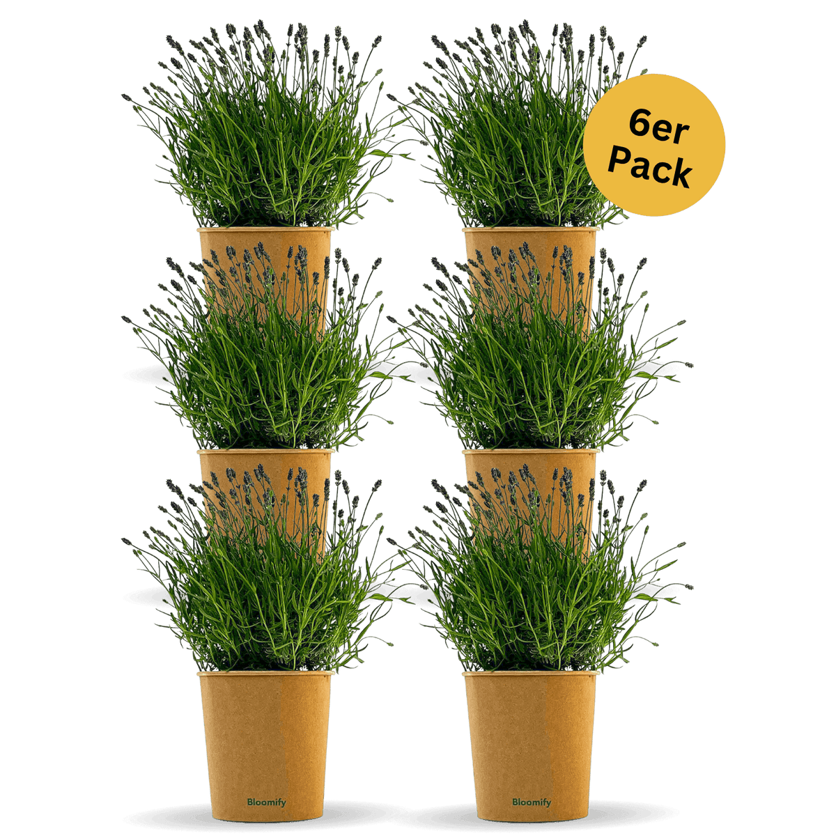 Lavendel „Larissa“ – Lavendelpflanze in Gärtnerqualität kaufen