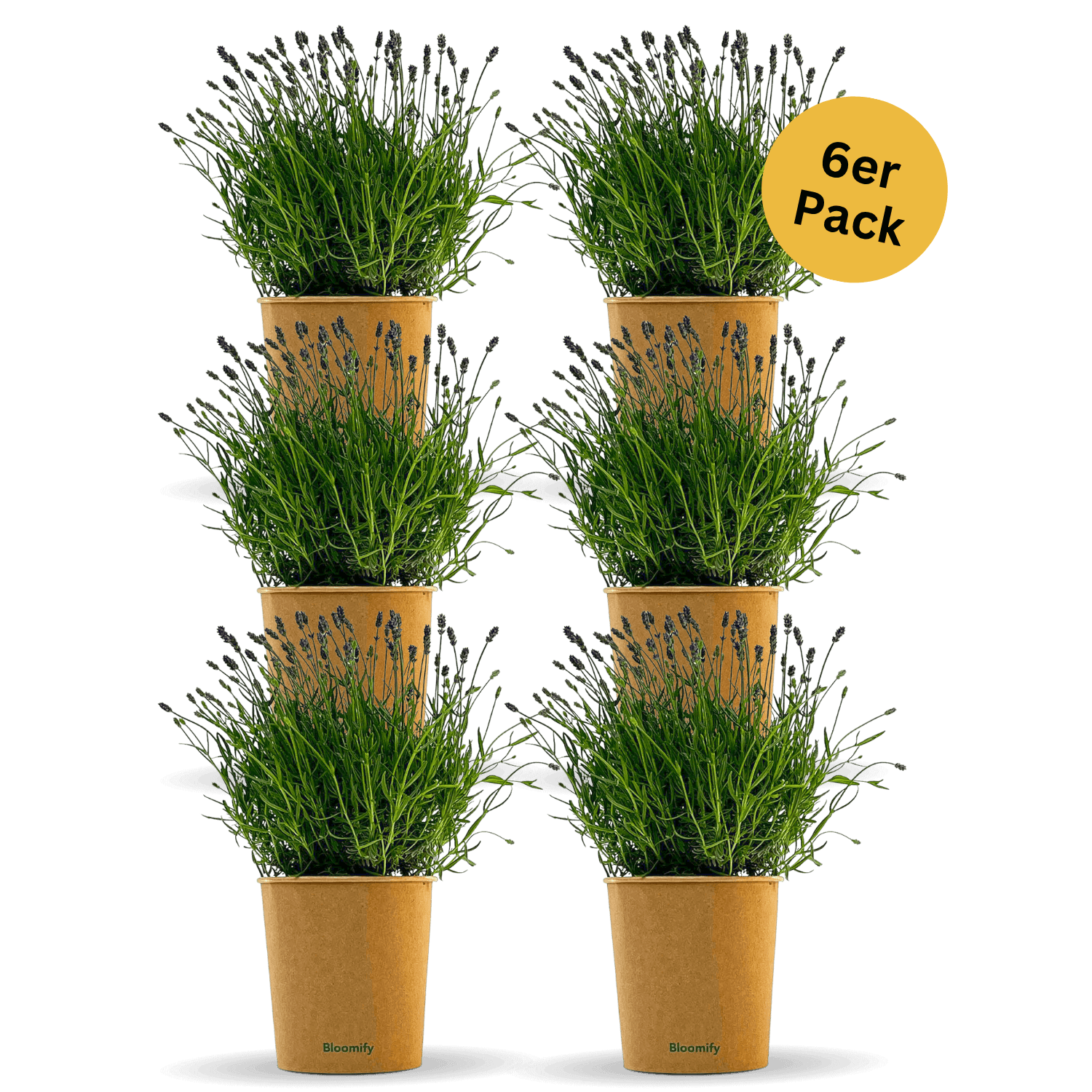 6 x Lavendel "Larissa"