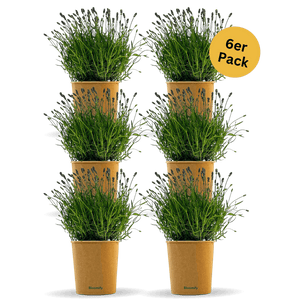 6 x Lavendel "Larissa"